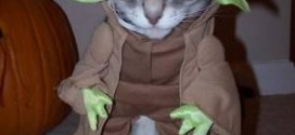 Le chat Yoda - Star Wars