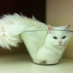 Le chat qui se coince dans un vase
