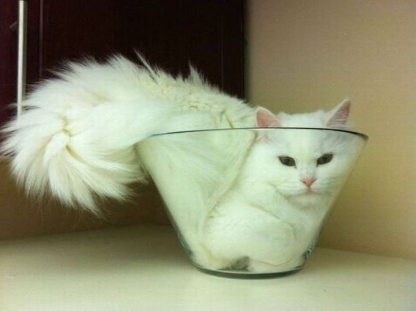 Le chat qui se coince dans un vase