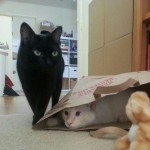 Le chat espion qui joue à cache-cache