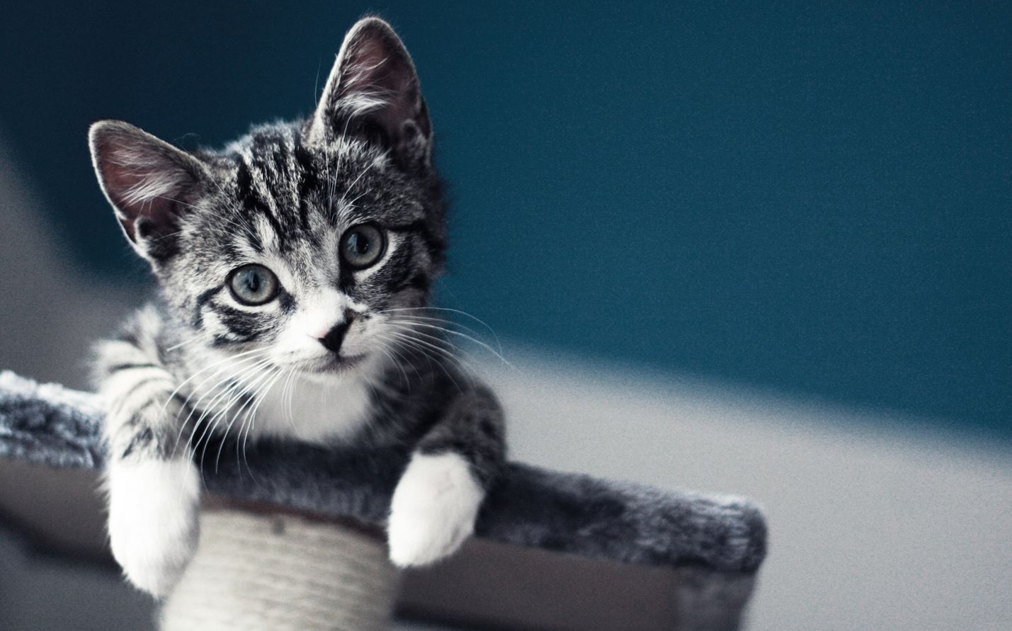 Magnifique chaton gris sur un arbre à chat 