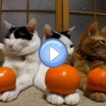 Vidéo des 3 chats et 6 oranges : de vrais anges !