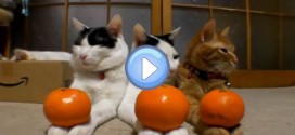 Vidéo des 3 chats et 6 oranges : de vrais anges !