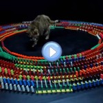 Vidéo du chat au centre d'un cercle de dominos : il adore ce jeu !