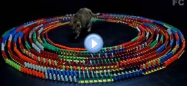 Vidéo du chat au centre d'un cercle de dominos : il adore ce jeu !