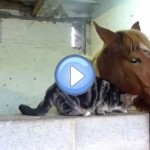 Vidéo d'un chat et d'un cheval qui se font des calins : trop mignon !