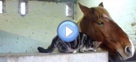 Vidéo d'un chat et d'un cheval qui se font des calins : trop mignon !