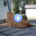 Vidéo d'un chat et d'un écureuil qui jouent ensemble : c'est fou !