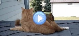 Vidéo d'un chat et d'un écureuil qui jouent ensemble : c'est fou !