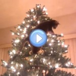 Vidéo d'un chat qui grimpe dans un sapin et le fait tomber : quel acrobate !