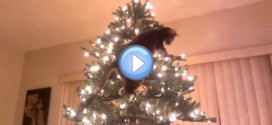 Vidéo d'un chat qui grimpe dans un sapin et le fait tomber : quel acrobate !