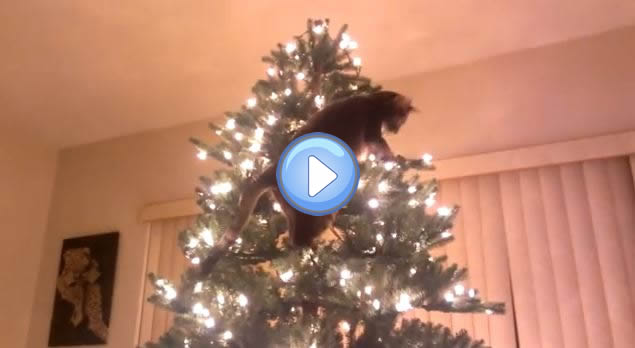 Vidéo Dun Chat Qui Grimpe Dans Un Sapin Et Le Fait Tomber