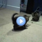 Vidéo du chaton qui devient fou lorsqu'il voit son reflet dans le miroir ! Trop drôle