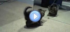 Vidéo du chaton qui devient fou lorsqu'il voit son reflet dans le miroir ! Trop drôle