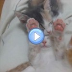 Vidéo du chaton qui dort les pattes en l'air
