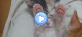 Vidéo du chaton qui dort les pattes en l'air