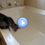 Scarica Gratis Images Images Photos Et Videos Droles De Chats Et Eau Bain Douche Et actualisé par