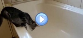 Vidéo d’un chaton qui tombe dans une baignoire vide et qui glisse : trop drôle !