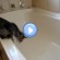 Vidéo d’un chaton qui tombe dans une baignoire vide et qui glisse : trop drôle !