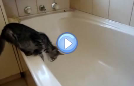 Video D Un Chaton Qui Tombe Dans Une Baignoire Vide Et Qui Glisse Trop Drole Lol Chat Images Photos Et Videos De Lolcats Video D Un Chaton Qui Tombe Dans Une Baignoire Vide Et Qui Glisse Trop Drole Lol Chat Images Photos Et Videos De Lolcats