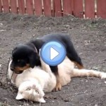 Vidéo d'un chiot Rottweiler et d'un chat qui jouent ensemble : trop chou