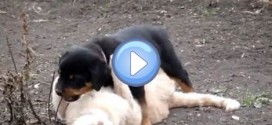 Vidéo d'un chiot Rottweiler et d'un chat qui jouent ensemble : trop chou