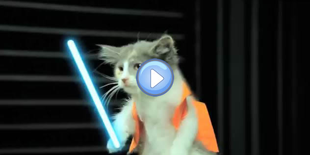 Scarica Gratis Images Video L Empire Contre Attaque Version Lol Chats Star Wars le plus cool salutations