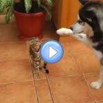 Vidéo d'un husky qui veut jouer avec un chat Bengal