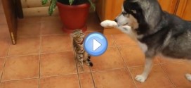 Vidéo d'un husky qui veut jouer avec un chat Bengal