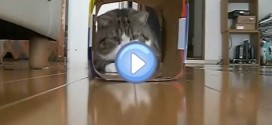 Vidéo de Maru, le chat star qui aime courir dans des boites !