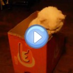 Vidéo d'un Scottish Fold blanc qui essaie d'attraper un jouet à travers une boite