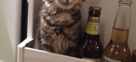 Le chat qui se prend pour une bouteille de bière : trop drôle
