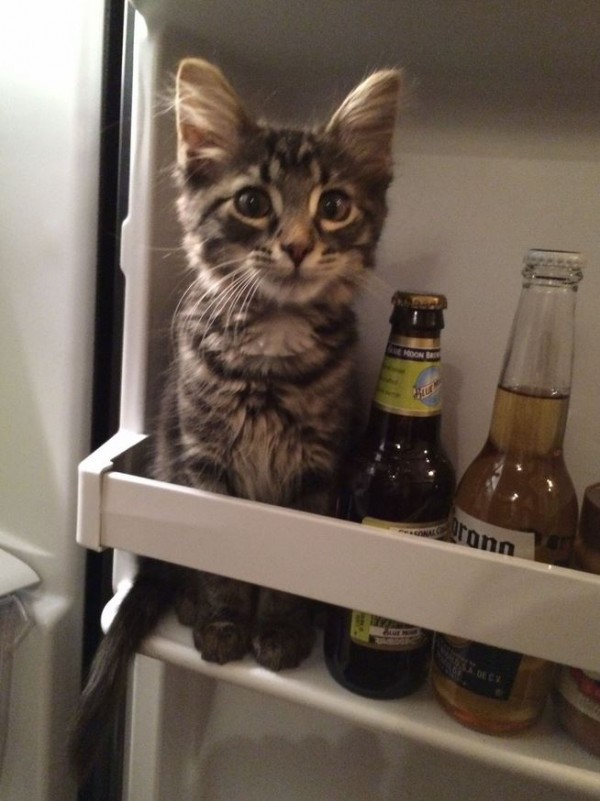 Le chat qui se prend pour une bouteille de bière : trop drôle - Lol