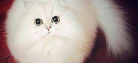 Le chat blanc qui est une vraie boule de poils - trop marrant