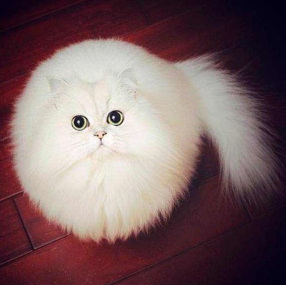 Le chat blanc qui est une vraie boule de poils - trop marrant