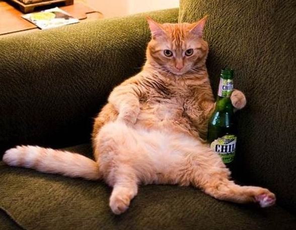 Le chat affalé dans son canapé une bière à la main : il est prêt pour l'apéro !
