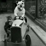 un chat et un chien sur une voiture - Photo vintage trop mignonne !