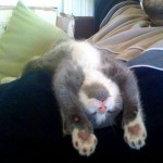 Le chaton qui dort les pattes en l'air : il est à l'aise