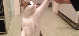 Le chat qui fait un high-five !