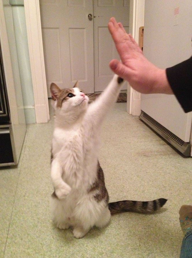 Le chat qui fait un high-five !