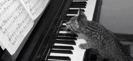 Le chaton qui joue du piano - trop mignon !