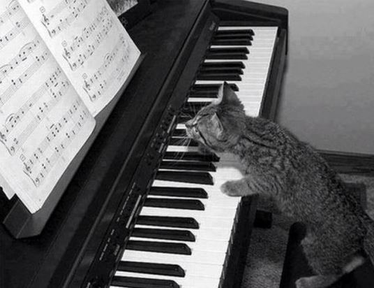 Le chaton qui joue du piano - trop mignon !