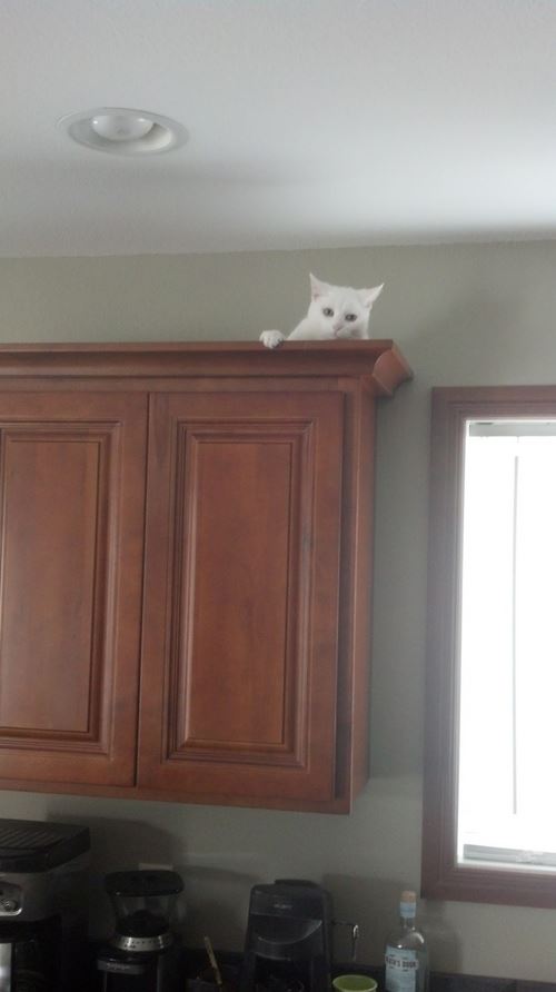 Le chat qui se cache au dessus des meubles : un ninja acrobate !