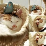 Un chat et un oiseau qui dorment ensemble !