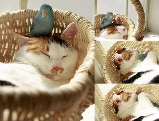 Un chat et un oiseau qui dorment ensemble !