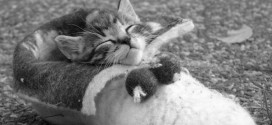 Le chaton qui dort dans une pantoufle : trop mignon
