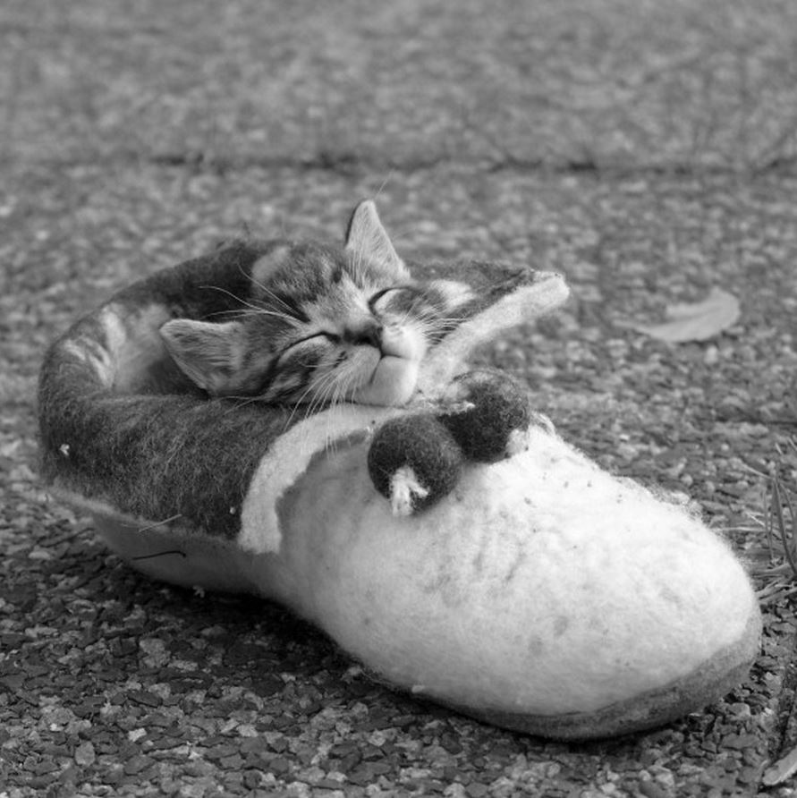 Coloriage Chat Qui Dort