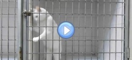 Vidéo de Chamallow, le chat Marseillais roi de l’évasion