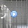Vidéo de Chamallow, le chat Marseillais roi de l’évasion