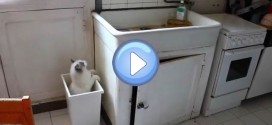 Vidéo du chat Ivanovitch qui tombe plusieurs fois dans une poubelle ! Le pauvre ...